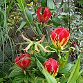 Gloriosa superba