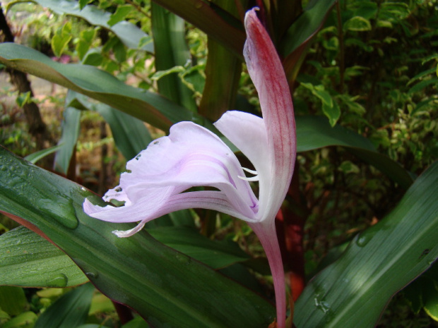 Roscoea purpurea 'Spice Island'