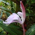 Roscoea purpurea 'Spice Island'