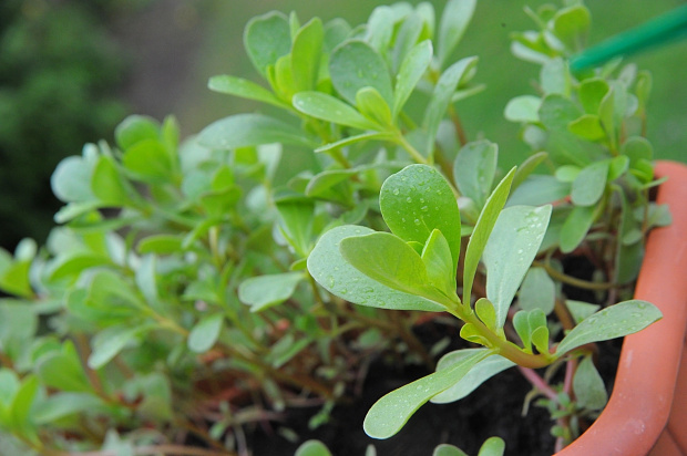 portulaka