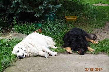 Moja królewna #Corsa na #bieżąco