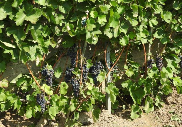 Syrah