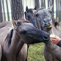 Jabłka bardzo konikom smakowały;