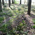 Anuszewo - nieczynny cmentarz ewangelicki