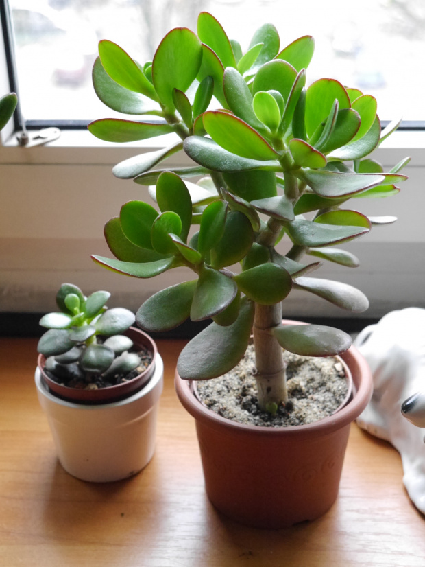 Crassula