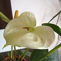 Anthurium andreanum 'Acropolis'