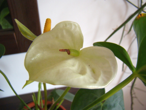 Anthurium andreanum 'Acropolis'