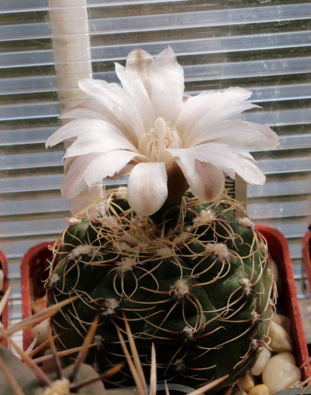 Gymnocalycium amerhauserii VS 146