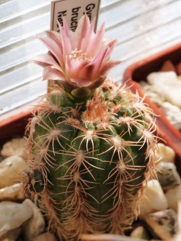 Gymnocalycium bruchii JBE303.3