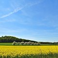 Kwitnące jeszcze czereśnie i rzepaki ... między Ligotą Dolną, a Ligotą Górną ...