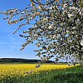 Kwitnące jeszcze czereśnie i rzepaki ... między Ligotą Dolną, a Ligotą Górną ...