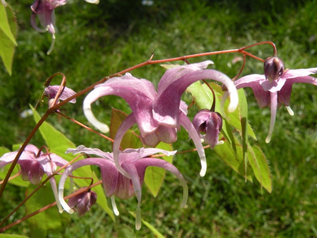 Epimedium 'Phoenix'