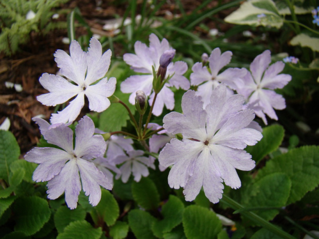 Primula sieboldii 'Kuomi'