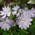 Primula sieboldii 'Kuomi'