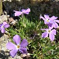 Phlox kelseyi