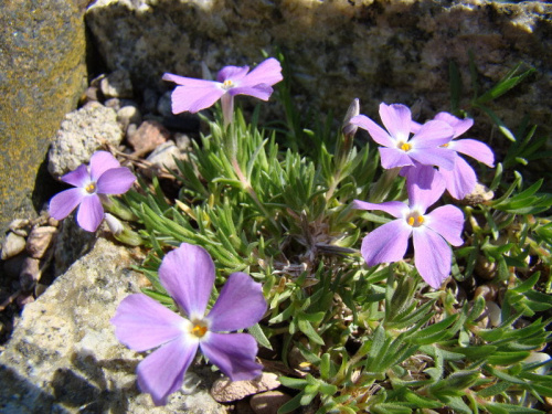 Phlox kelseyi