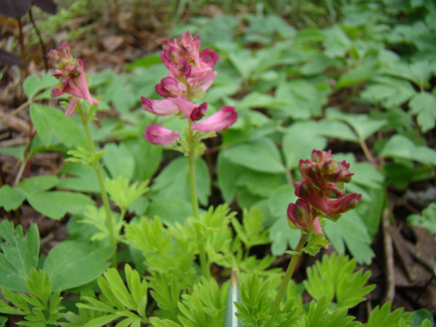 Corydalis buschii