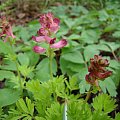 Corydalis buschii