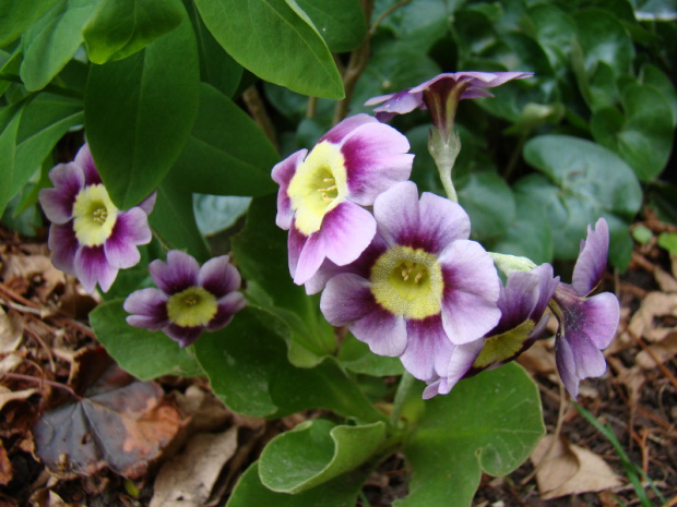 Primula x pubescens sp.