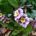 Primula x pubescens sp.