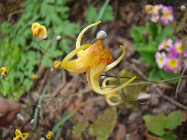 Epimedium 'Amber Queen'