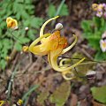 Epimedium 'Amber Queen'