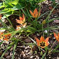 Tulipa hybr. 'Little Princess'.