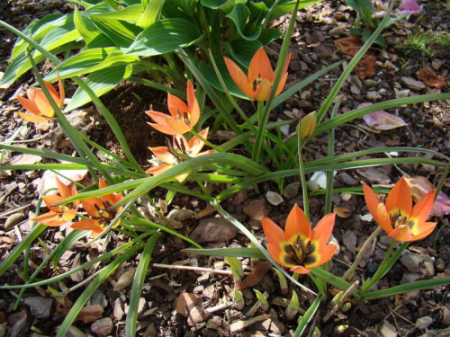 Tulipa hybr. 'Little Princess'.