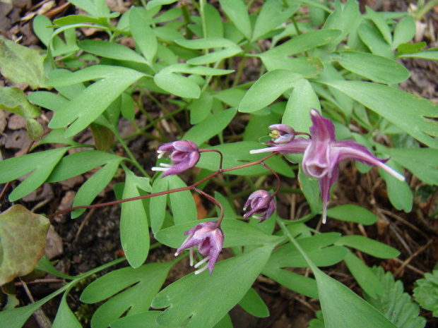 Epimedium grandiflorum 'Lilafee'