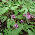 Epimedium grandiflorum 'Lilafee'