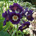 Primula auricula 'Anderl'