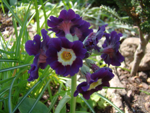 Primula auricula 'Anderl'