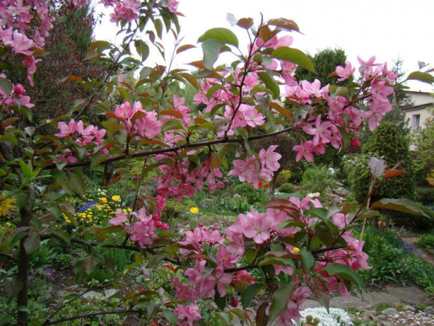 Malus x purpurea 'Ola'