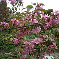 Malus x purpurea 'Ola'