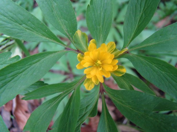 Anemone ranunculoides 'Fuchsis Traum'