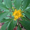 Anemone ranunculoides 'Fuchsis Traum'