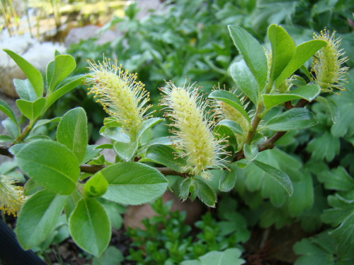 Salix arbuscula