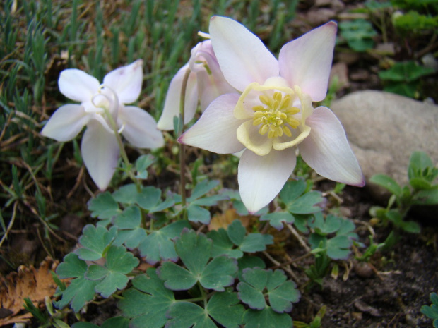 Aquilegia flabellata var. pumila 'Rosea'