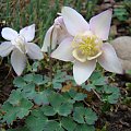 Aquilegia flabellata var. pumila 'Rosea'