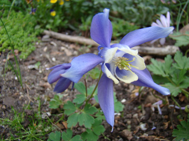 Aquilegia flabellata