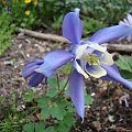 Aquilegia flabellata