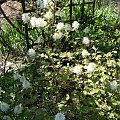 Fothergilla major