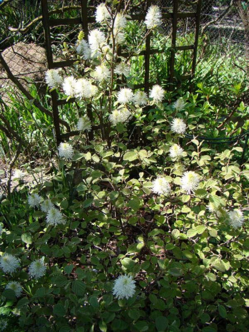 Fothergilla major