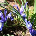 Iris ruthenica