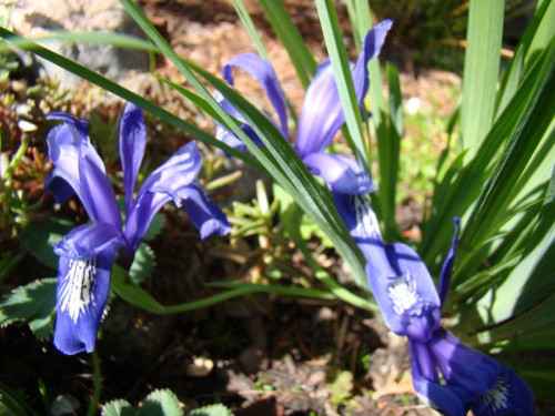 Iris ruthenica