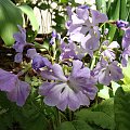 Primula sieboldii 'Mitajiman'