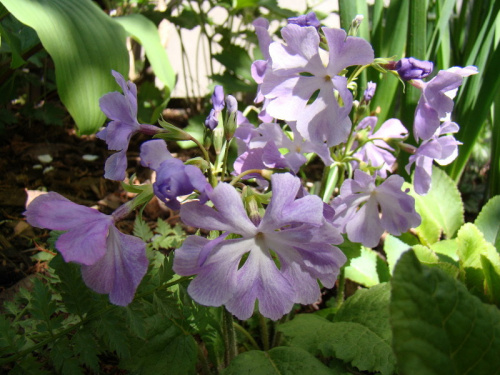 Primula sieboldii 'Mitajiman'