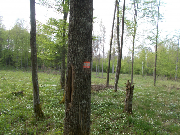 Białowieża-Hajnówka. Szlak nordic walking dla Pań (różowy)