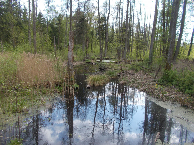 Białowieża-Hajnówka.