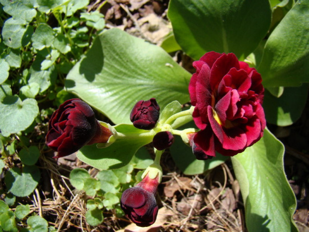 Primula auricula 'Crimson Glow'.